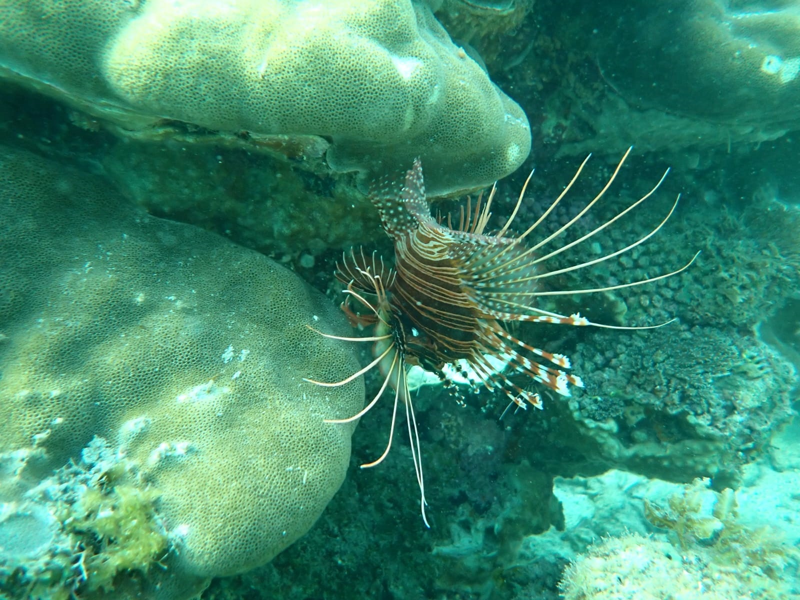 BABSY DIVING TEAM beach photo 6